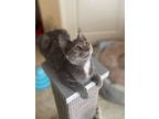 Adopt Tabitha 2 a Domestic Short Hair