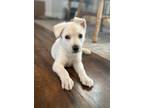 Adopt Egret a German Shepherd Dog