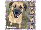 Adopt Tamera CFS 240065260_2 a Shepherd