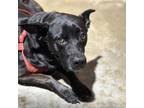 Adopt Carlie Sue CFS 240067412 a Pit Bull Terrier