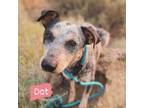 Adopt Dot a Australian Cattle Dog / Blue Heeler