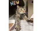 Adopt Liza a Domestic Short Hair