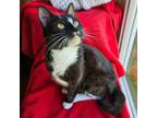 Adopt Nutmeg a Domestic Short Hair