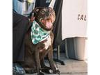 Adopt Cinderella a American Staffordshire Terrier