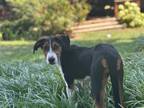 Adopt Jade a Australian Shepherd, Treeing Walker Coonhound
