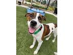 Adopt Salty Plum a Catahoula Leopard Dog