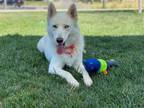 Adopt Keiko a Husky