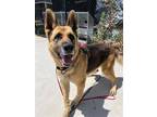 Adopt Sky Lark a German Shepherd Dog