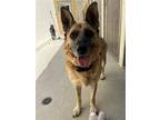 Adopt Princess a German Shepherd Dog