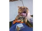Adopt Lil Red Riding Hood a Staffordshire Bull Terrier