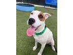 Adopt Sugar Plum a Catahoula Leopard Dog