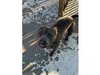Adopt Rayna a Pit Bull Terrier