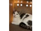 Adopt 56575323 a Domestic Short Hair
