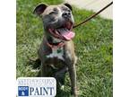 Adopt Shelby a Pit Bull Terrier