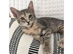 Adopt Theodora a Domestic Short Hair