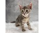 Adopt Thumbelina a Domestic Medium Hair