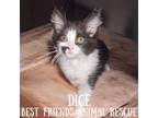 Adopt Dice a Domestic Medium Hair