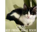 Adopt Chess a Domestic Medium Hair