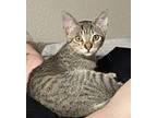 Adopt Dahlia a Domestic Short Hair, Tabby