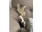 Adopt Lil' Lemon (Legal name: Yuzu) a Domestic Short Hair, Tabby