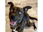 Adopt Rita a Australian Kelpie