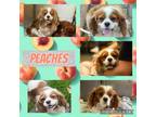 Adopt Peaches a Cavalier King Charles Spaniel