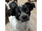 Adopt BELLA BOO a Spaniel, Pug