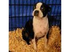 Adopt CREME PUFF a Boston Terrier