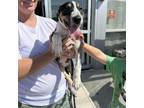 Adopt LOCO-MOTION a Bull Terrier