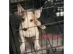 Adopt LINDY HOP a Bull Terrier