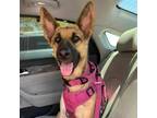 Adopt HOPE a German Shepherd Dog