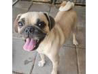 Adopt BITSY BOO a Pug