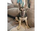 Adopt ATHEANA a German Shepherd Dog
