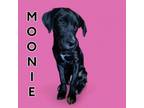 Adopt MOONIE a Black Labrador Retriever