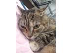 Adopt Max Mayfield 2 a Domestic Short Hair