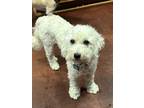 Adopt Violet a Goldendoodle, Poodle