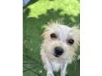 Adopt Minnie Mouse a Goldendoodle