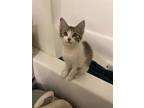 Adopt WILLOW a American Shorthair, British Shorthair
