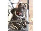 Adopt ROXY a Terrier