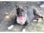 Adopt STAR a American Staffordshire Terrier
