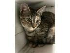 Adopt Goldie a Domestic Short Hair, Tabby