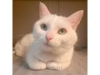 Adopt Myla a Domestic Short Hair