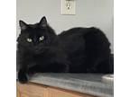 Adopt Zoe a Domestic Long Hair
