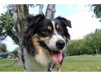 Adopt 0645 Charlotte a Australian Shepherd