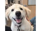 Adopt Star aka Consuela a Great Pyrenees