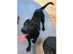 Adopt Zoe a Labrador Retriever