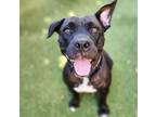 Adopt Lobster Roll a American Staffordshire Terrier, Pit Bull Terrier
