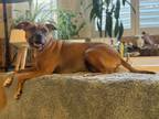 Adopt Bean a Pit Bull Terrier