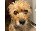 Adopt Chloe a Yorkshire Terrier, Terrier