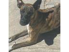 Adopt Kiyah a Belgian Shepherd / Malinois, Boxer
